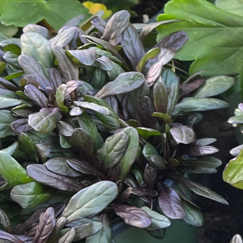 Ajuga Chocolate Chip Bugleweed Perennial Plant (Blue Flowers) in a 6-in. (1  Gal.) Grower Pot