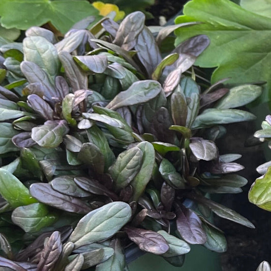 Ajuga Chocolate Chip Bugleweed Perennial Plant (Blue Flowers) in a 6-in. (1 Gal.) Grower Pot
