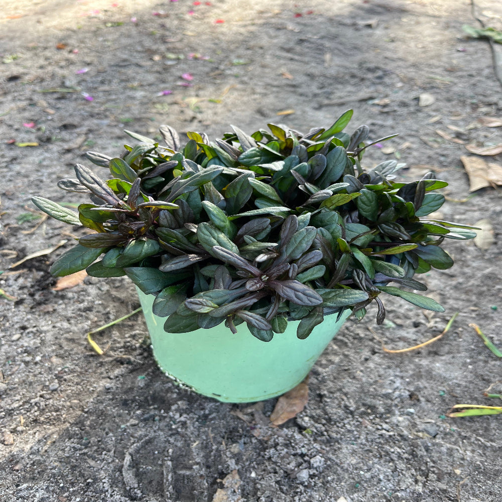 Ajuga Chocolate Chip Bugleweed Perennial Plant (Blue Flowers) in a 6-in. (1 Gal.) Grower Pot