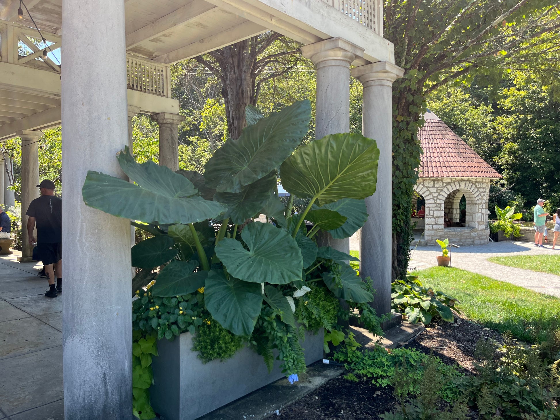 world's largest elephant ear plant Alocasia Giant Upright Elephant Ear Plant in 10 in. (3 Gal.) Grower Po – OnlinePlantCenter