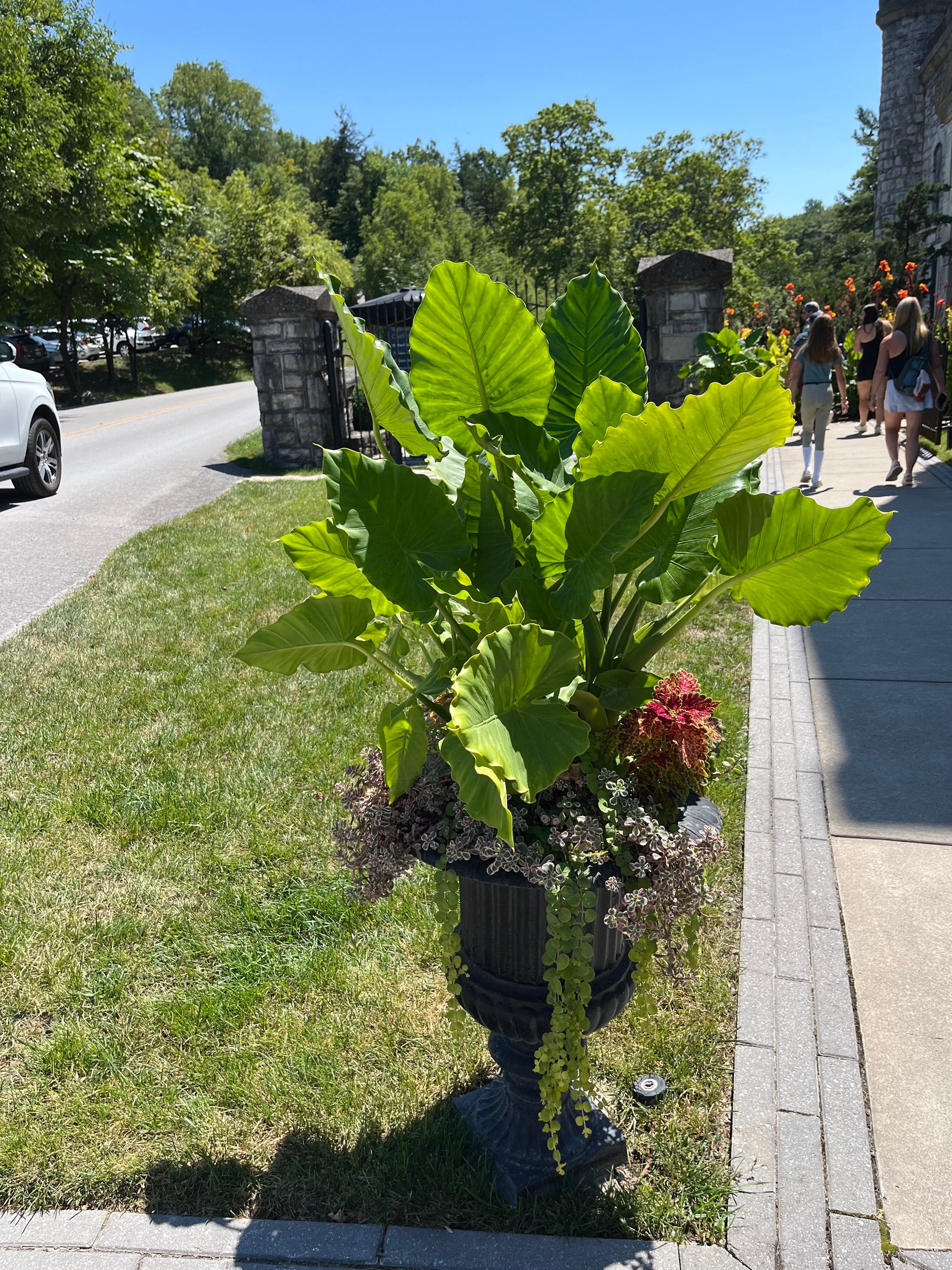 plant elephant ears in pots Alocasia Giant Upright Elephant Ear Plant in 10 in. (3 Gal.) Grower Po – OnlinePlantCenter