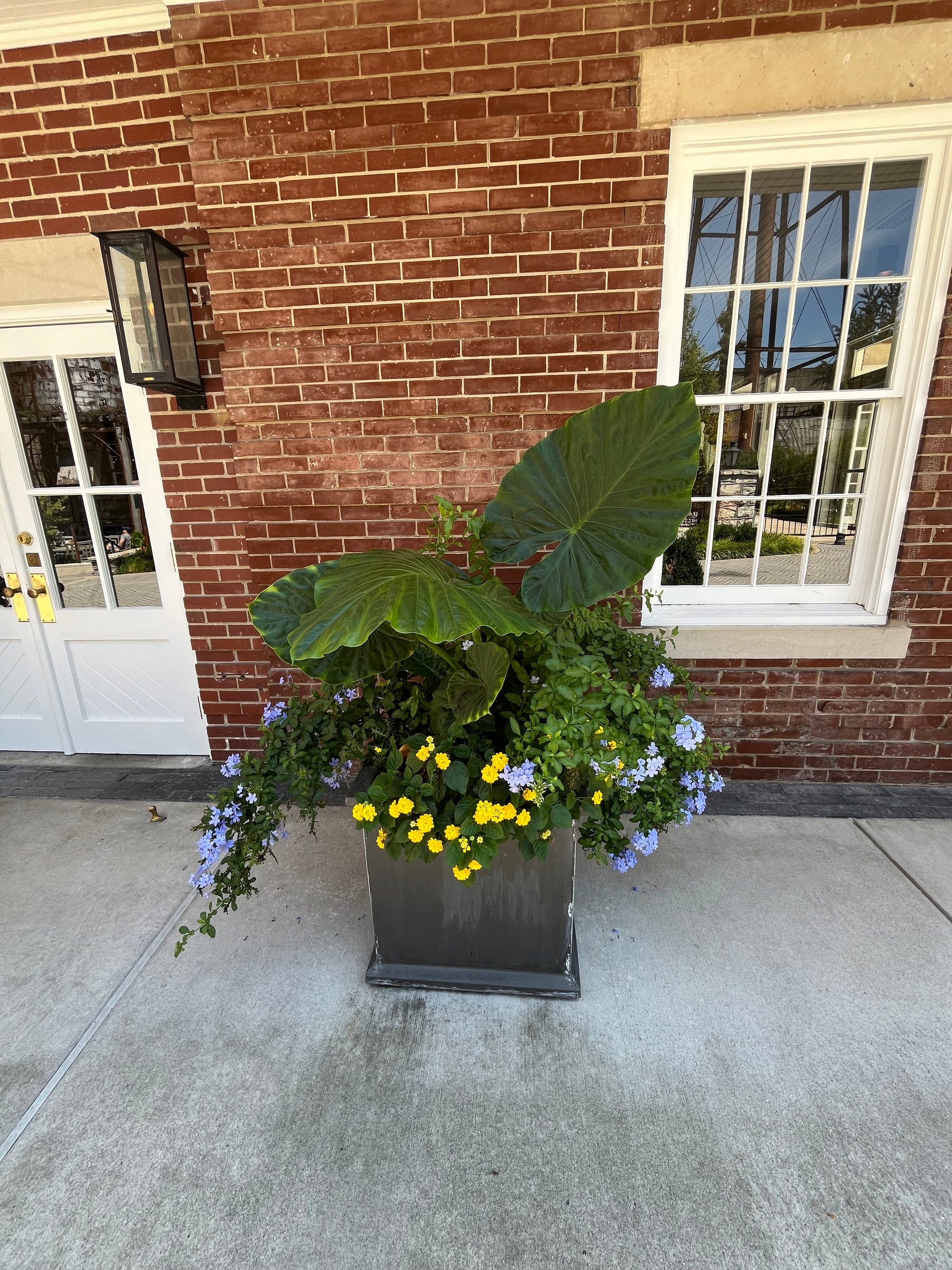 alocasia elephant ear plant hanging basket Alocasia Giant Upright Elephant Ear Plant in 10 in. (3 Gal.) Grower Po – OnlinePlantCenter