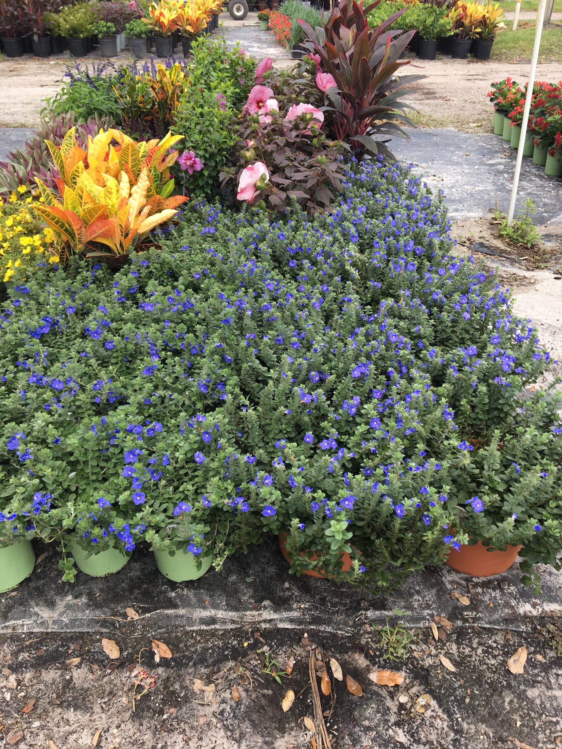 blue flowering potted plants Evolvulus Blue Daze Perennial Plant (Blue Flowers) in a 6-in. (1 Gal.) – OnlinePlantCenter