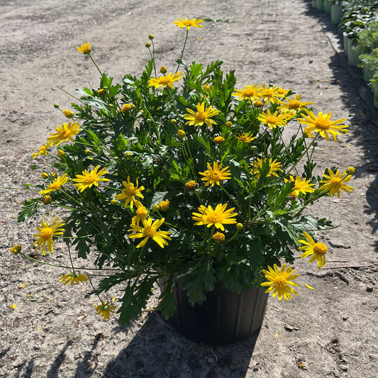 Golden Bush Daisy Perennial Shrub (Yellow Flowers) in a 10-in. (3-Gal.) Grower Pot