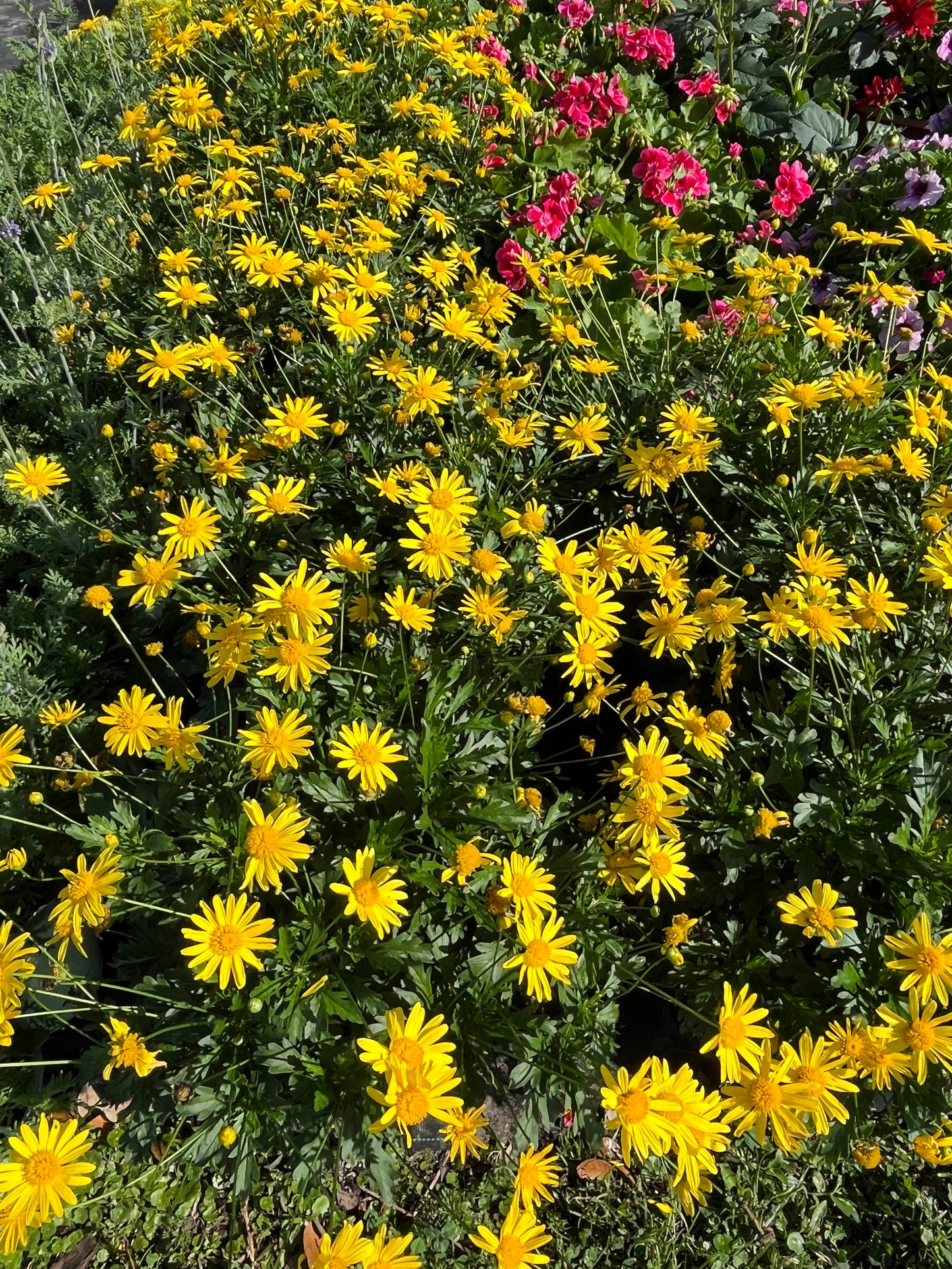 Golden Bush Daisy Perennial Shrub (Yellow Flowers) in a 10-in. (3-Gal.) Grower Pot