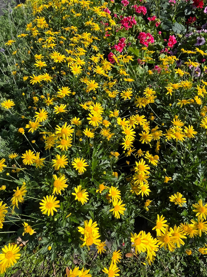 Euryops Golden Bush Daisy Perennial Shrub (Yellow Flowers) in a 10-in ...