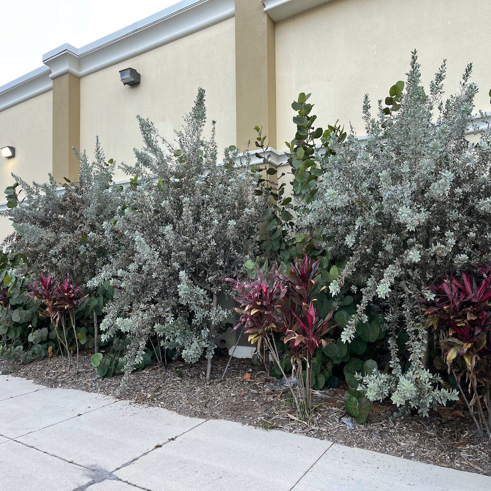 Conocarpus Silver Buttonwood Shrub (White Flowers) in 10 in. (3