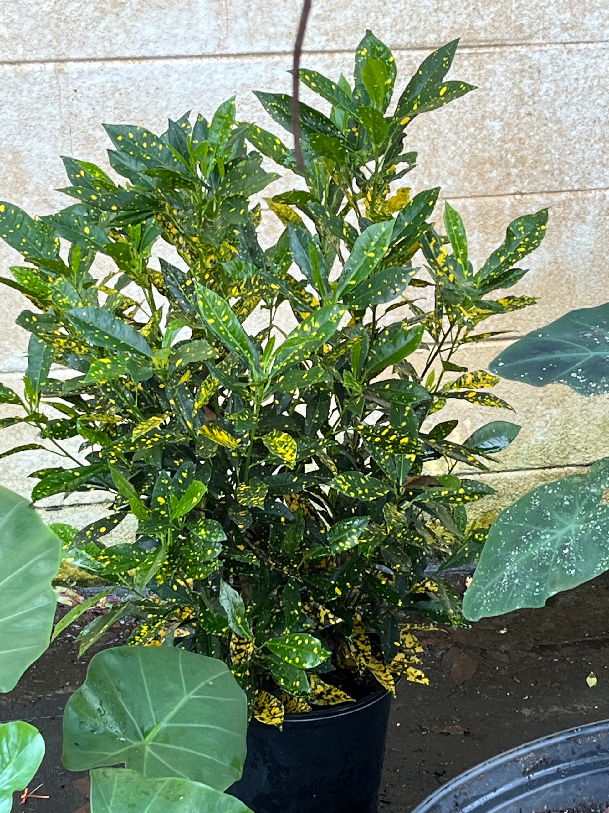 house plant shop croton 'gold dust Codiaeum Gold Dust Croton Shrub in 10 in. (3 Gal.) Grower Pot – OnlinePlantCenter