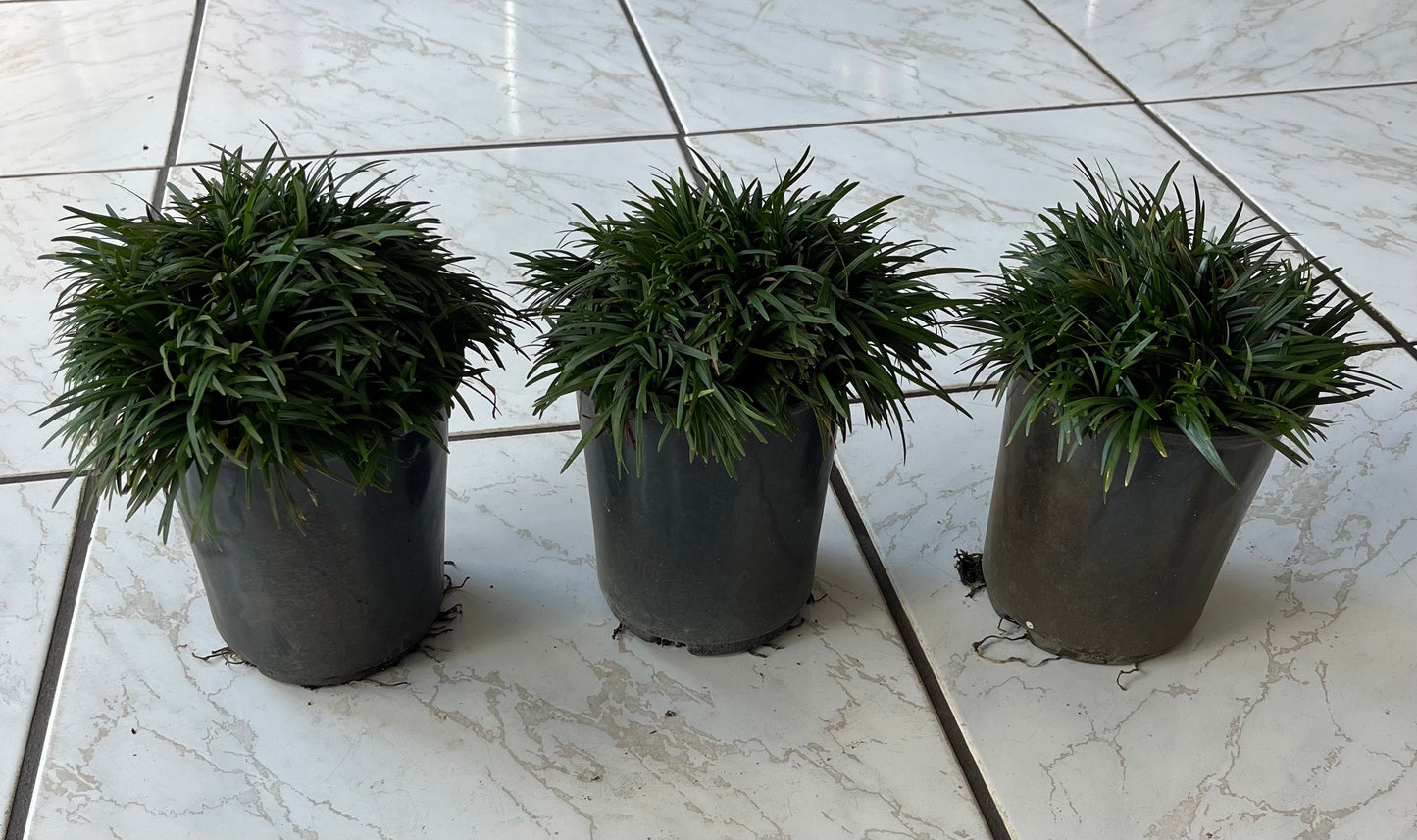 Grass Dwarf Mondo Grass Plant in a 6-in. (1-Gal.) Grower Pot