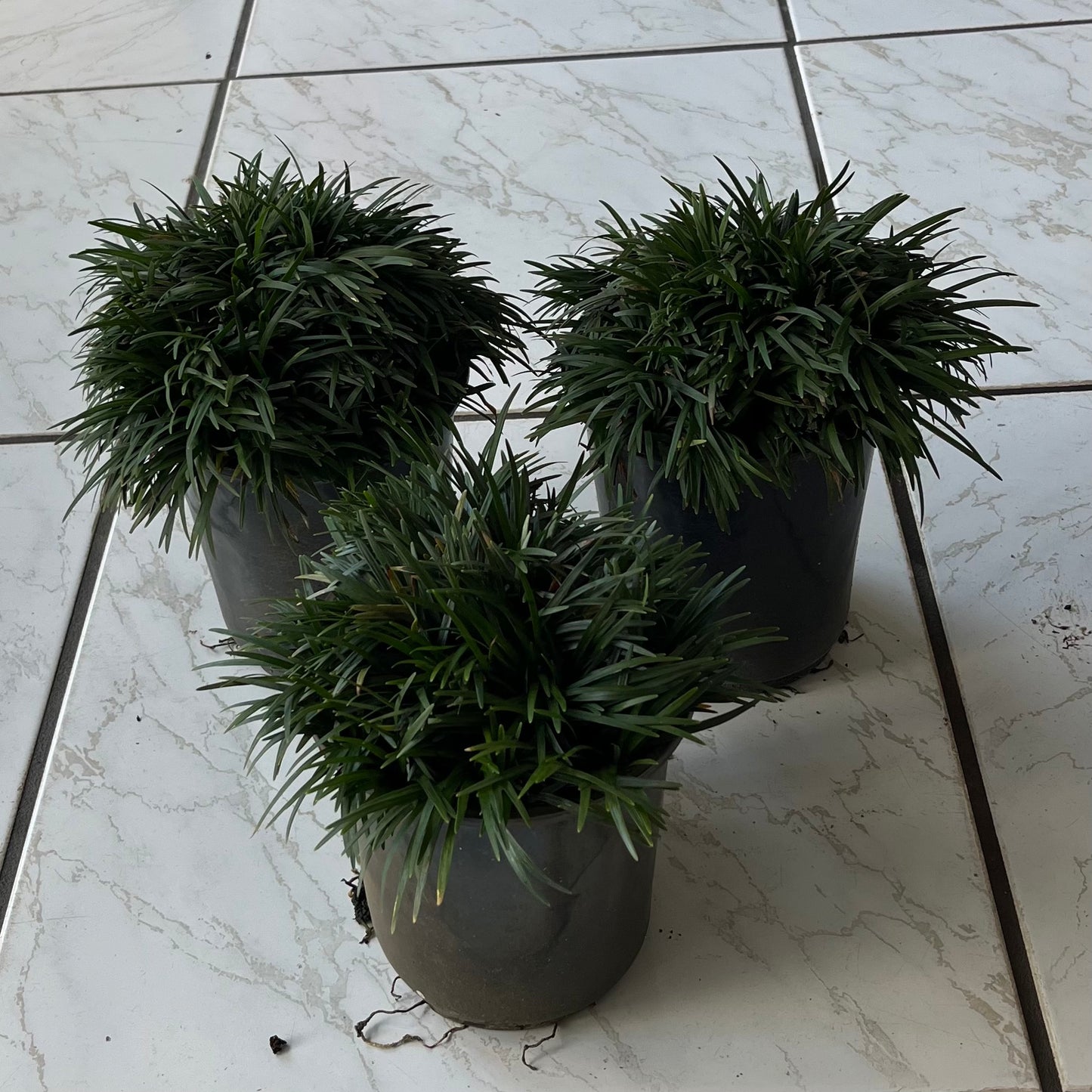 Grass Dwarf Mondo Grass Plant in a 6-in. (1-Gal.) Grower Pot