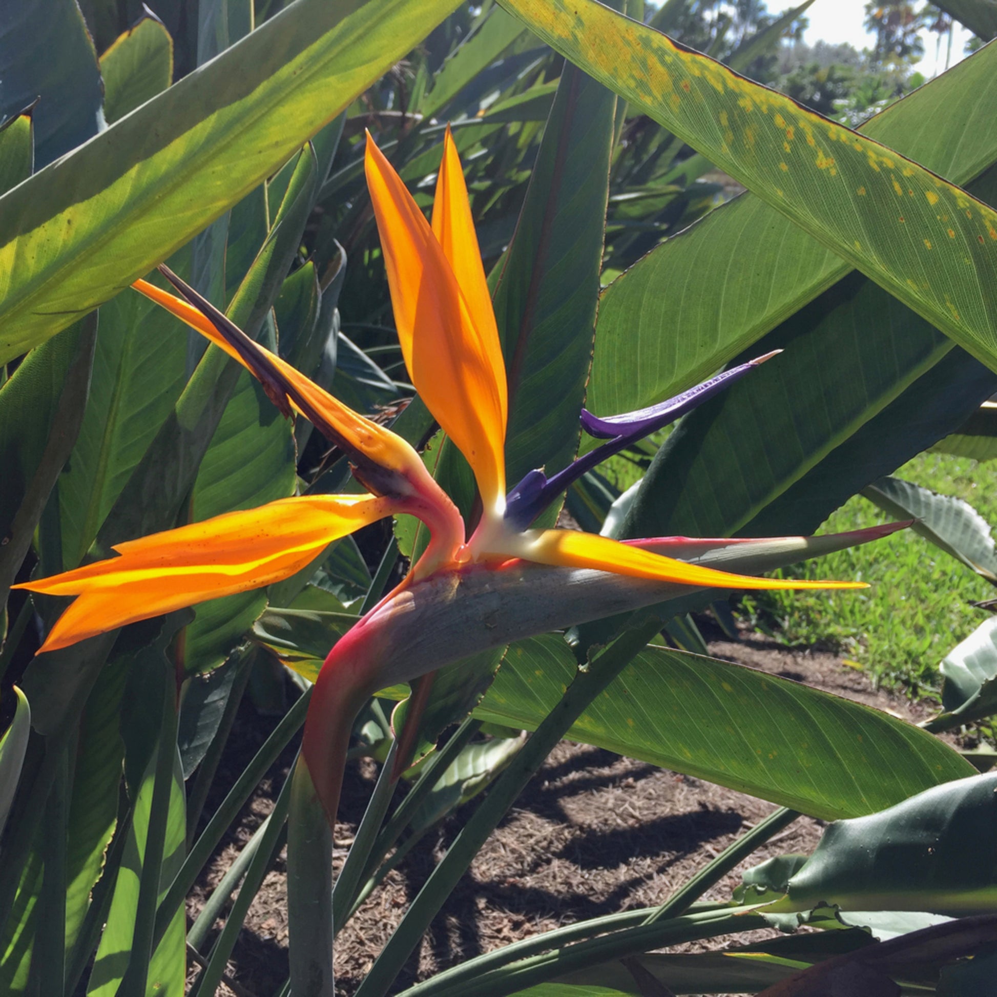 orange pot plants Strelitzia Bird of Paradise Plant (Orange Flowers) in 10 in. (3 Gal.) Grower Pot