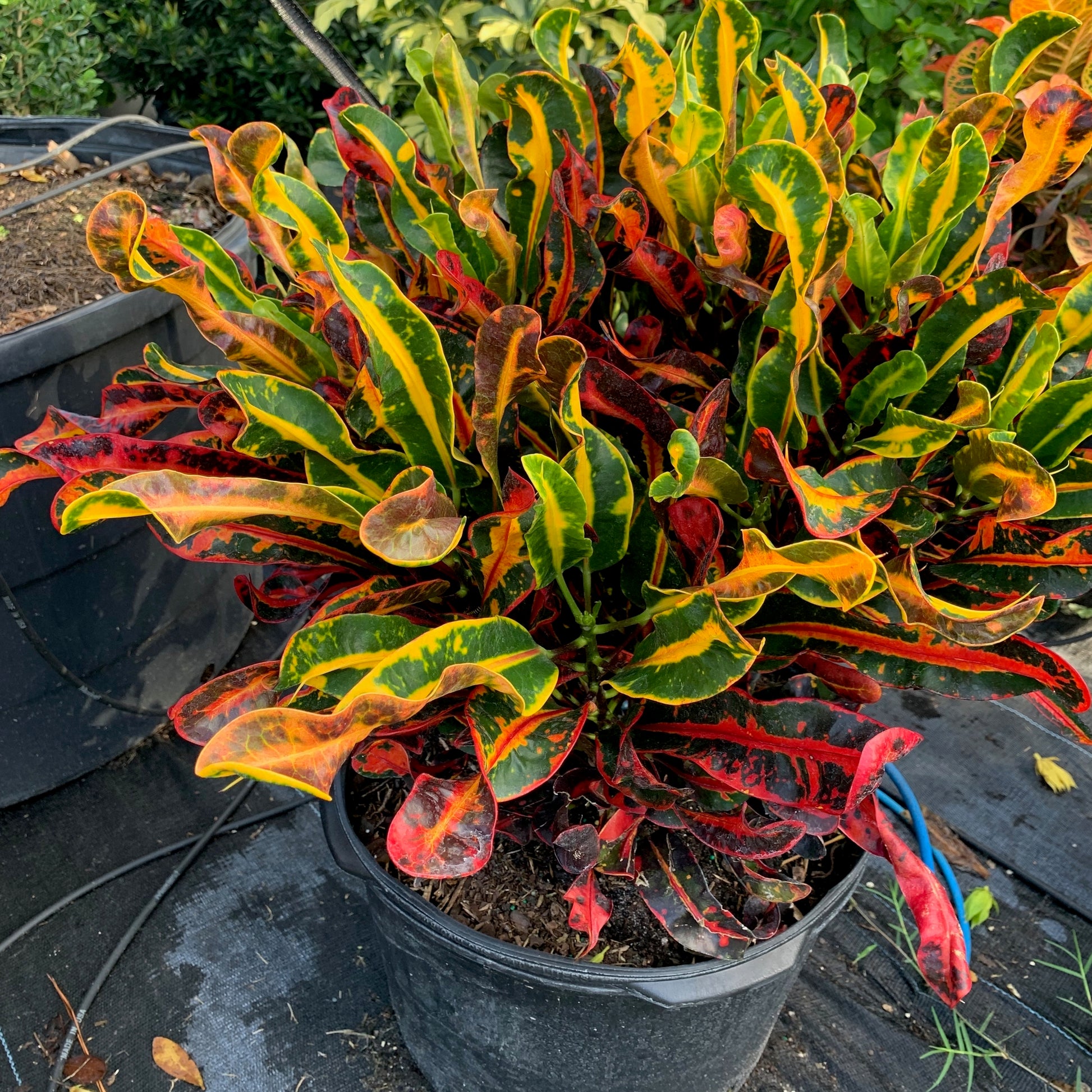 croton mammy standard Croton Mammy Plant in 10 in. (3 Gal.) Grower Pot – OnlinePlantCenter