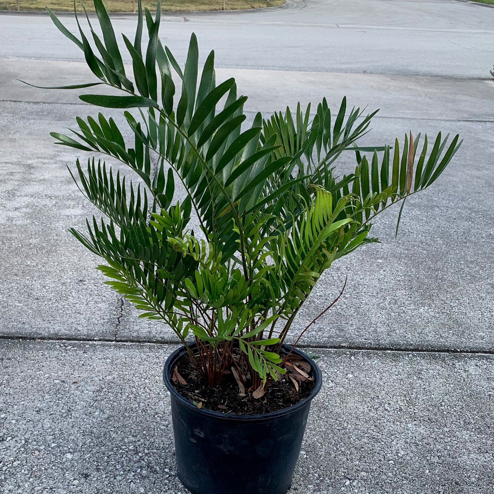 zamia palm plant Zamia Coontie Cycad Palm Plant in 10 in. (3 Gal.) Grower Pot – OnlinePlantCenter