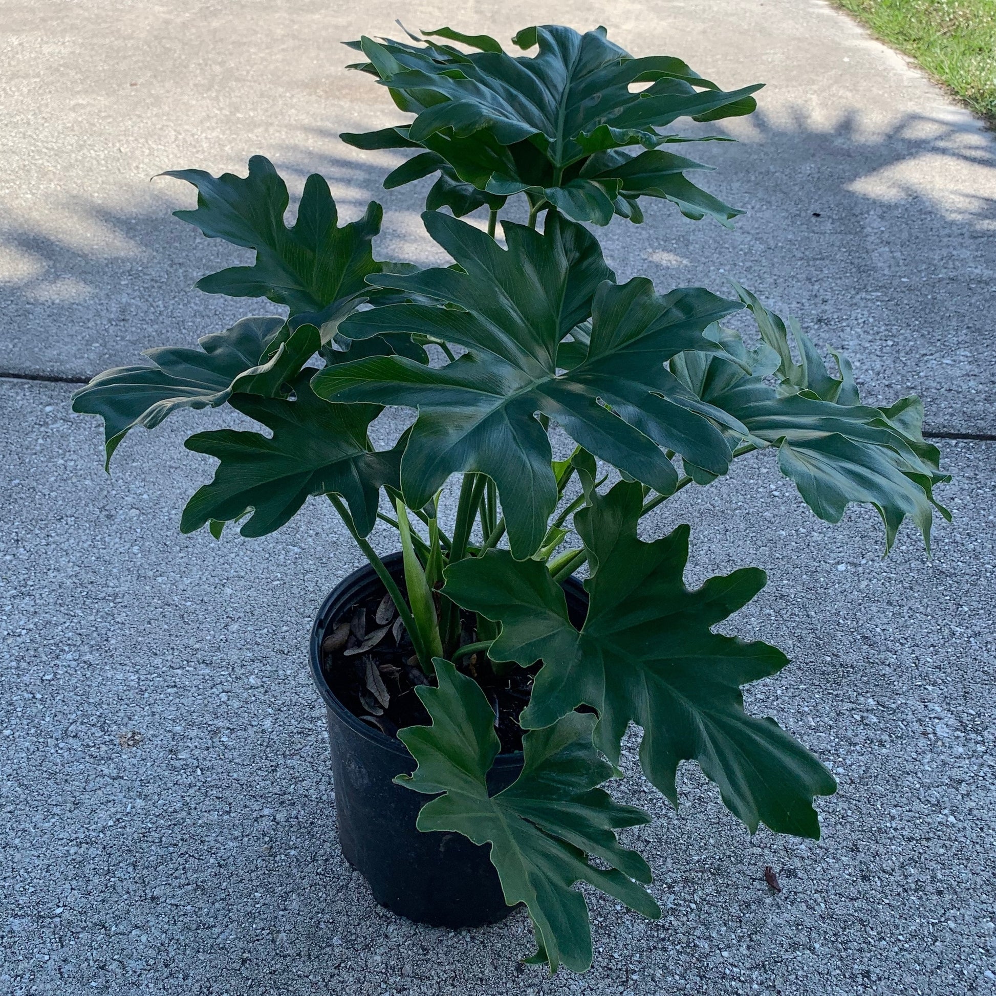 selloum indoor plant Philodendron Selloum Plant in 10 in. (3 Gal.) Grower Pot – OnlinePlantCenter