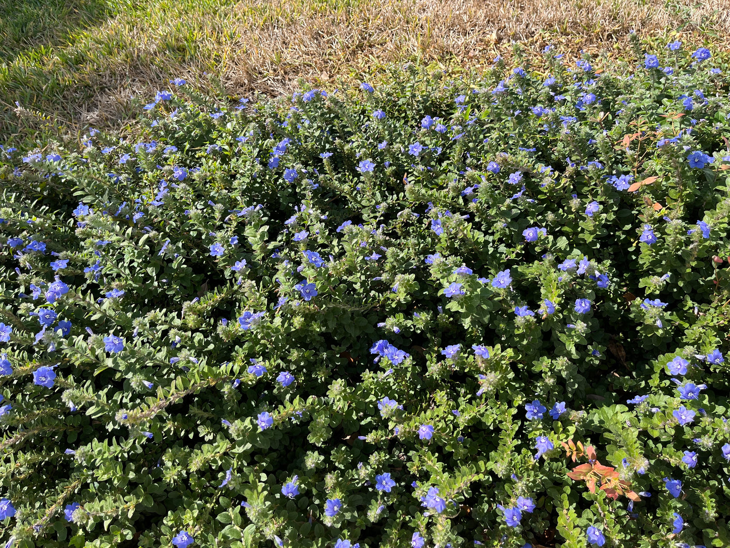 blue daze flower seeds Evolvulus Blue Daze Plant (Blue Flowers) in a 10-in.(3 Gal.) Grower Po – OnlinePlantCenter