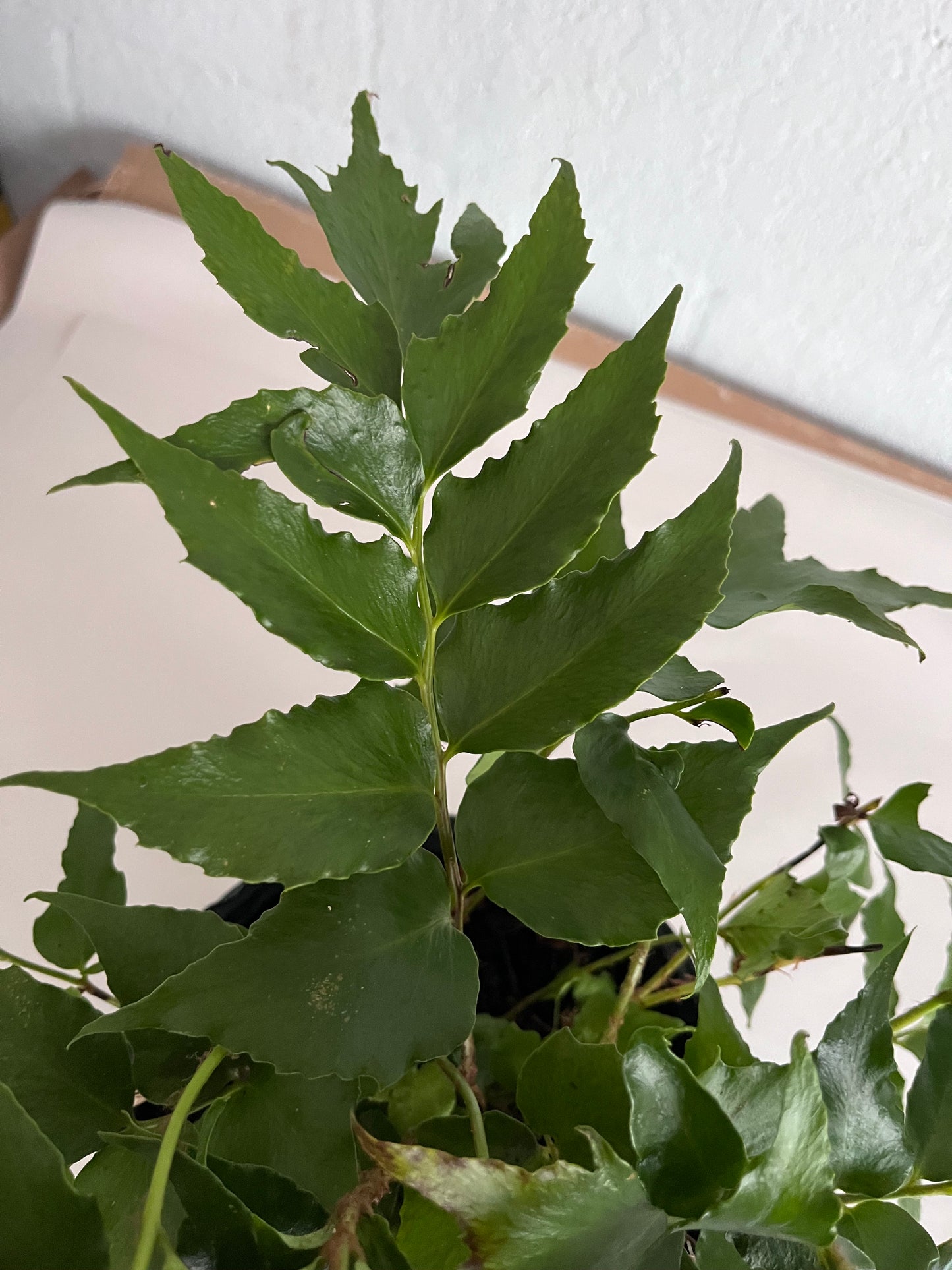 Cyrtomium Holly Fern Plant in a 6-in. (1-gal.) Grower Pot