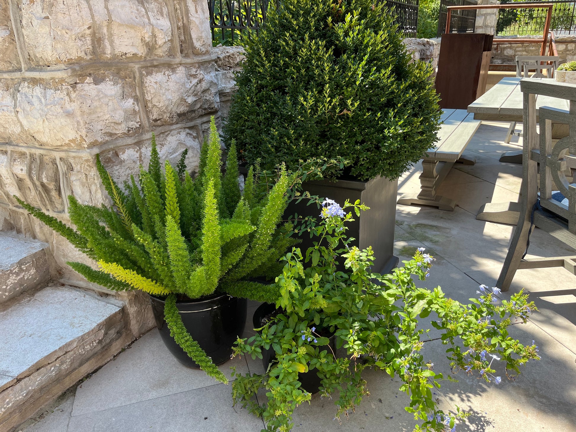 fox & fern plant pot Fern Asparagus Foxtail Fern Plant in 10 in. (3 Gal.) Grower Pot