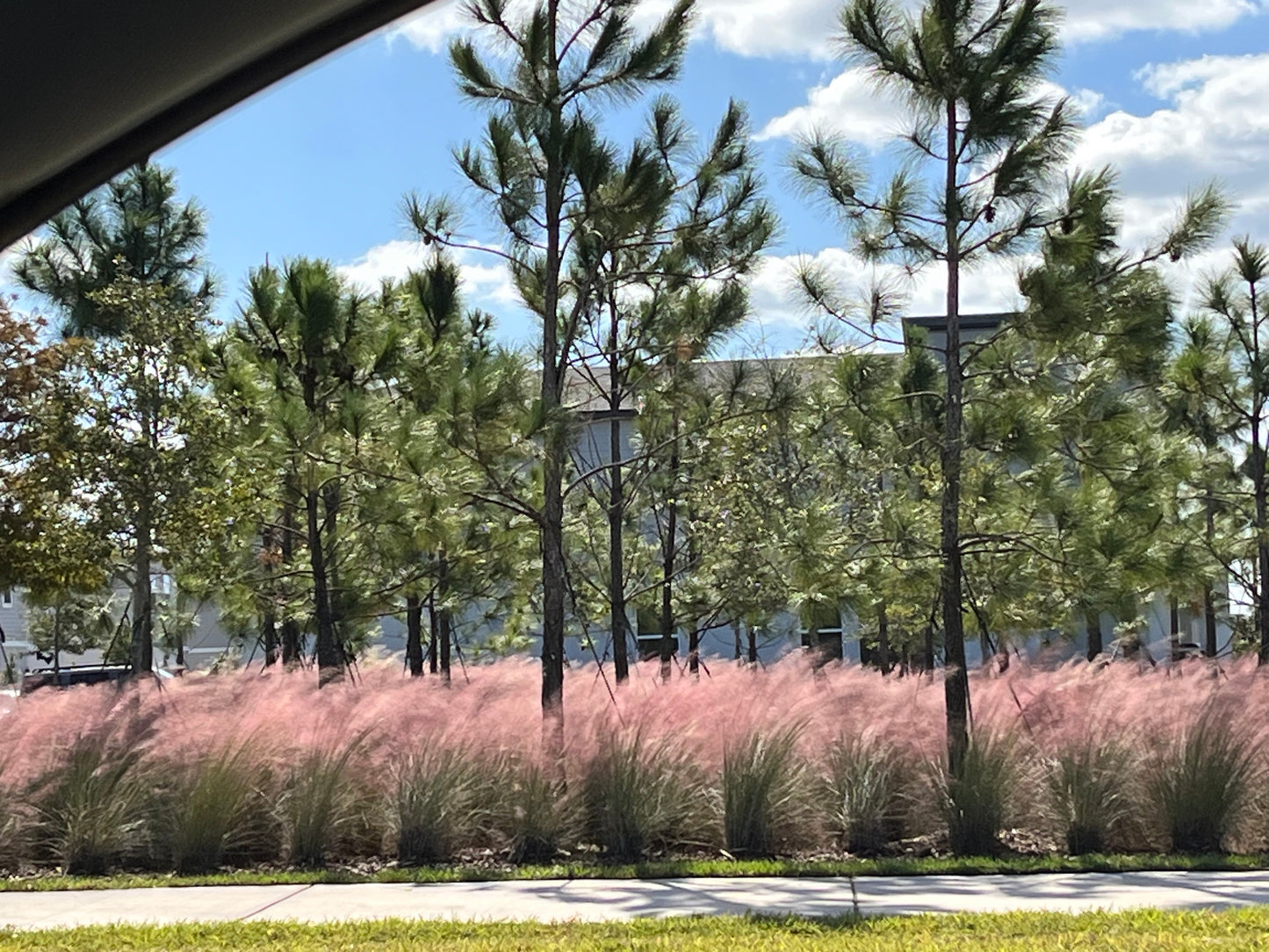 Grass Pink Muhly Ornamental Grass in 10 in. (3 Gal.) Grower Pot