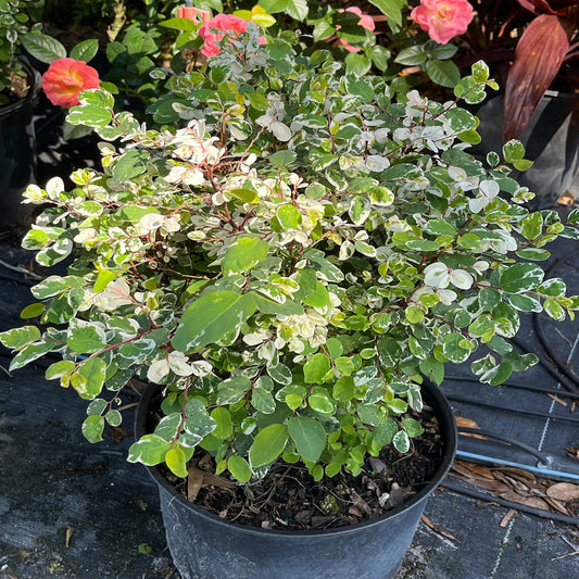 Acalypha Java White Copperleaf Shrub in a 10 in. (3 Gal.) Grower Pot