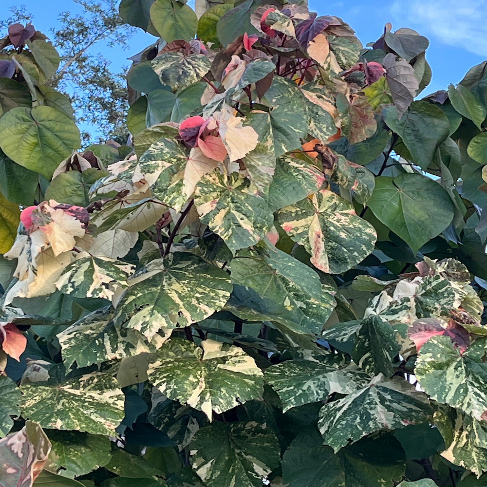Java Copper Leaf Acalypha Java White Copperleaf Shrub in a 10 in. (3 Gal.) Grower Pot ...