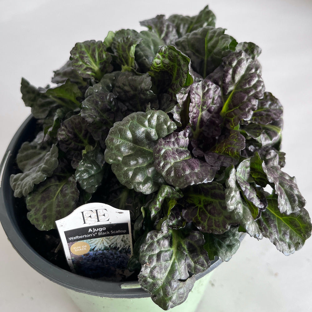 Ajuga Black Scallop Carpet Bugleweed Perennial Plant (Deep Blue Flowers) in a 6 in. (1 gal.) Grower Pot
