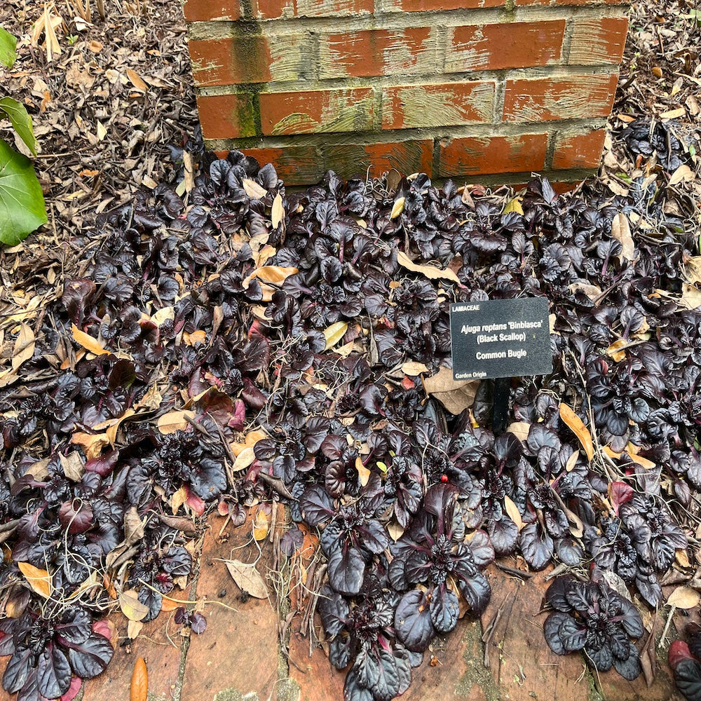 Ajuga Black Scallop Carpet Bugleweed Perennial Plant (Deep Blue Flowers) in a 6 in. (1 gal.) Grower Pot