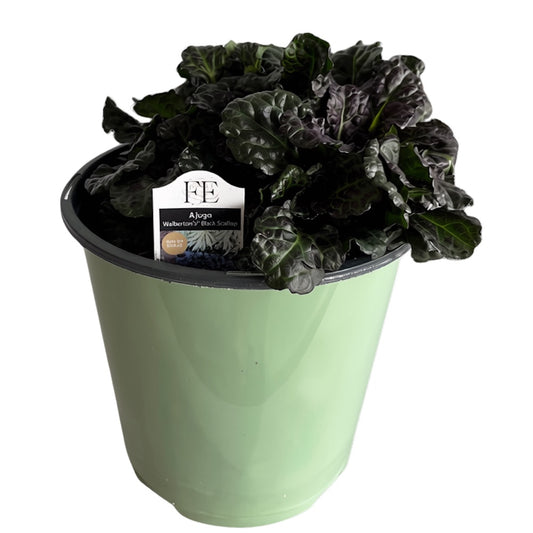 Ajuga Black Scallop Carpet Bugleweed Perennial Plant (Deep Blue Flowers) in a 6 in. (1 gal.) Grower Pot