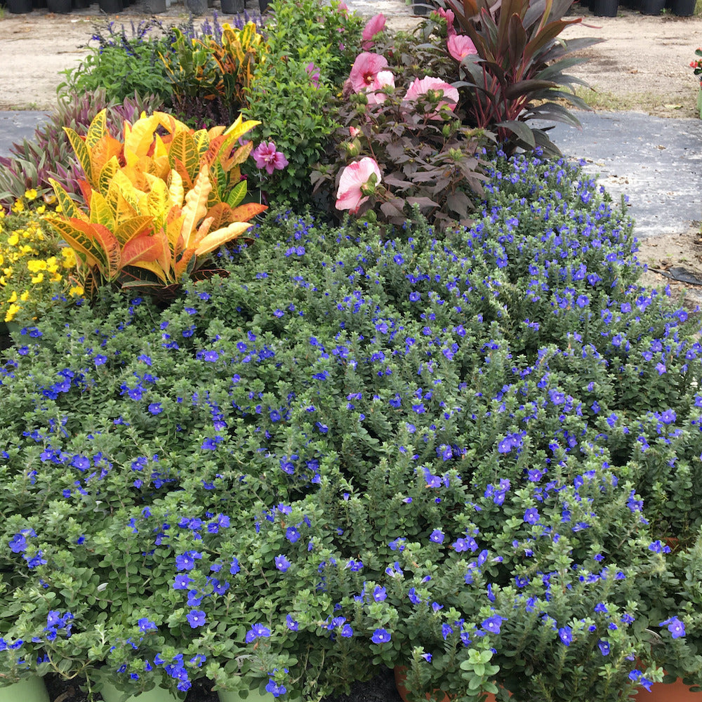 blue flowers to plant in pots Evolvulus Blue Daze Perennial Plant (Blue Flowers) in a 6-in. (1 Gal.)  Grower Pot