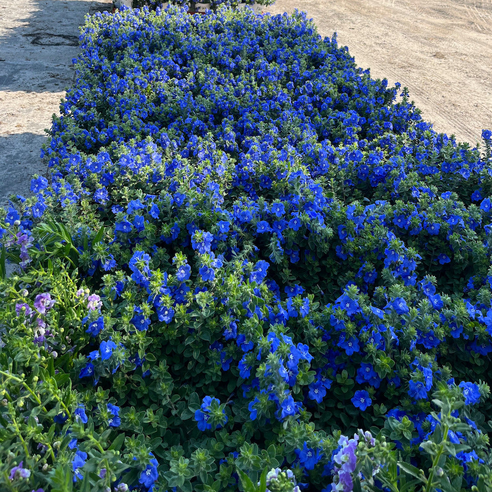 blue flowers potted plants Evolvulus Blue Daze Perennial Plant (Blue Flowers) in a 6-in. (1 Gal.) Grower Pot