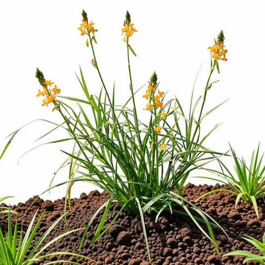 Bulbine Orange Creamsicle Bulbine Perennial Plant (Orange Flowers) in a 6 in. (1 gal.) Grower Pot