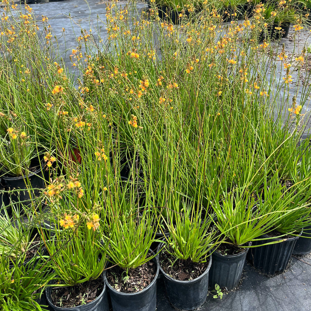 Bulbine Orange Creamsicle Bulbine Perennial Plant (Orange Flowers) in a 6 in. (1 gal.) Grower Pot