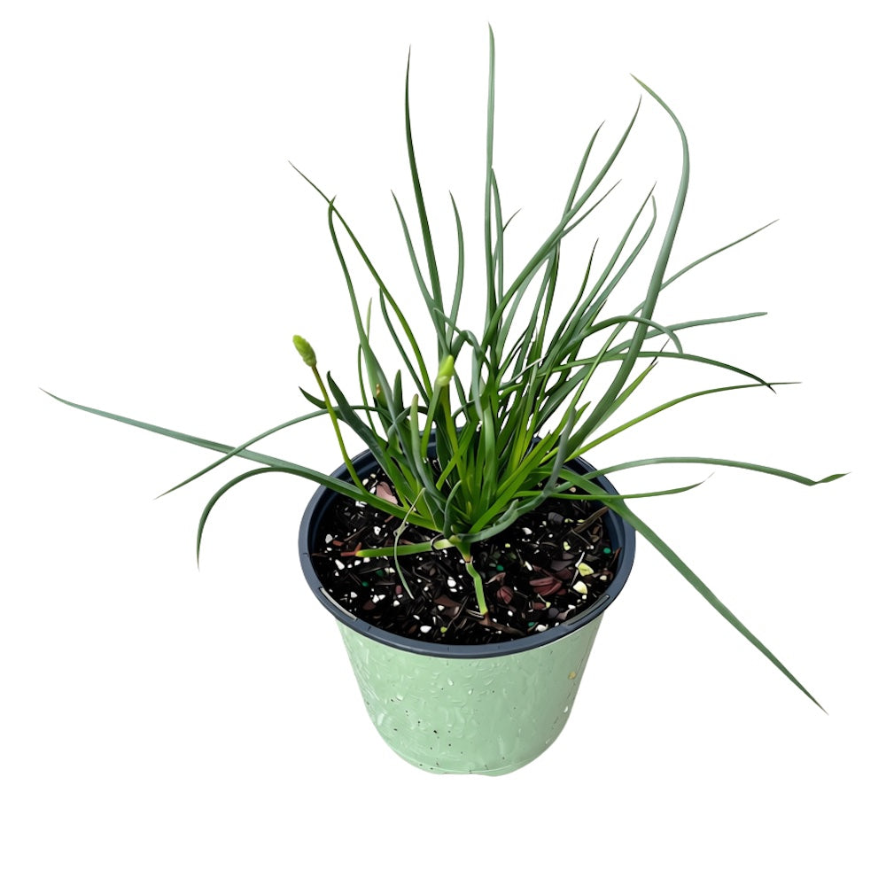 Bulbine Orange Creamsicle Bulbine Perennial Plant (Orange Flowers) in a 6 in. (1 gal.) Grower Pot