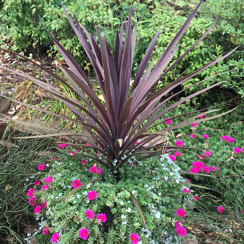 Cordyline Red Sensation Grass Palm Plant With Burgundy Foliage in 10 i
