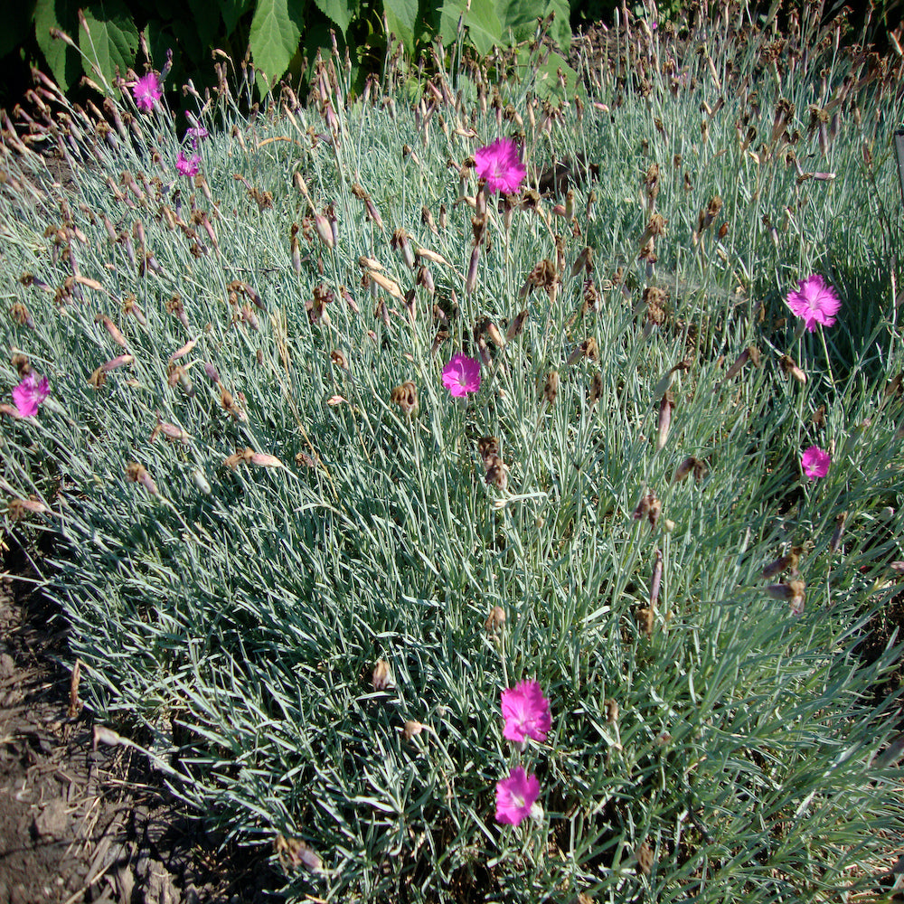 Dianthus Firewitch Cheddar Pink Perennial Plant (Pink Flowers) in a 6-in. (1 Gal.) Grower Pot
