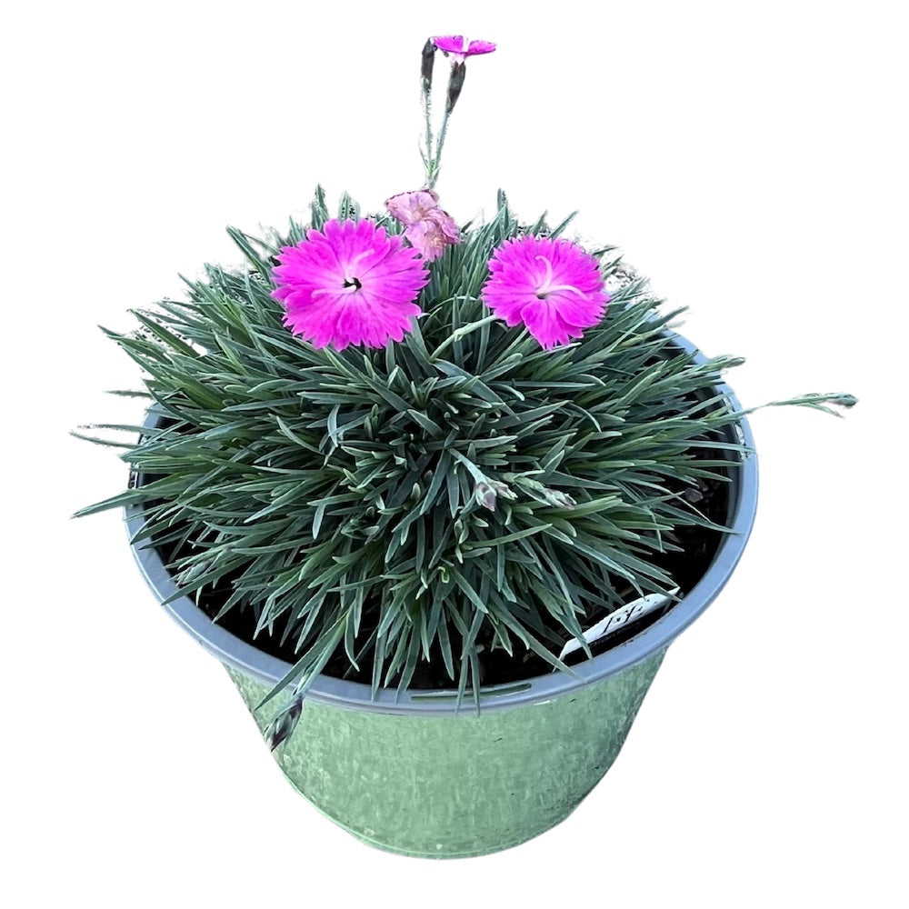 Dianthus Firewitch Cheddar Pink Perennial Plant (Pink Flowers) in a 6-in. (1 Gal.) Grower Pot
