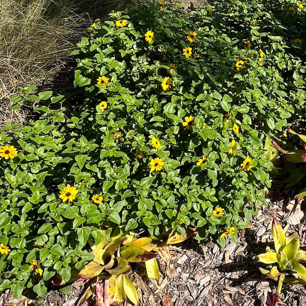 Helianthus Dune Sunflower Perennial Shrub (Yellow Flowers) in a 6 in. (1 gal.) Grower Pot