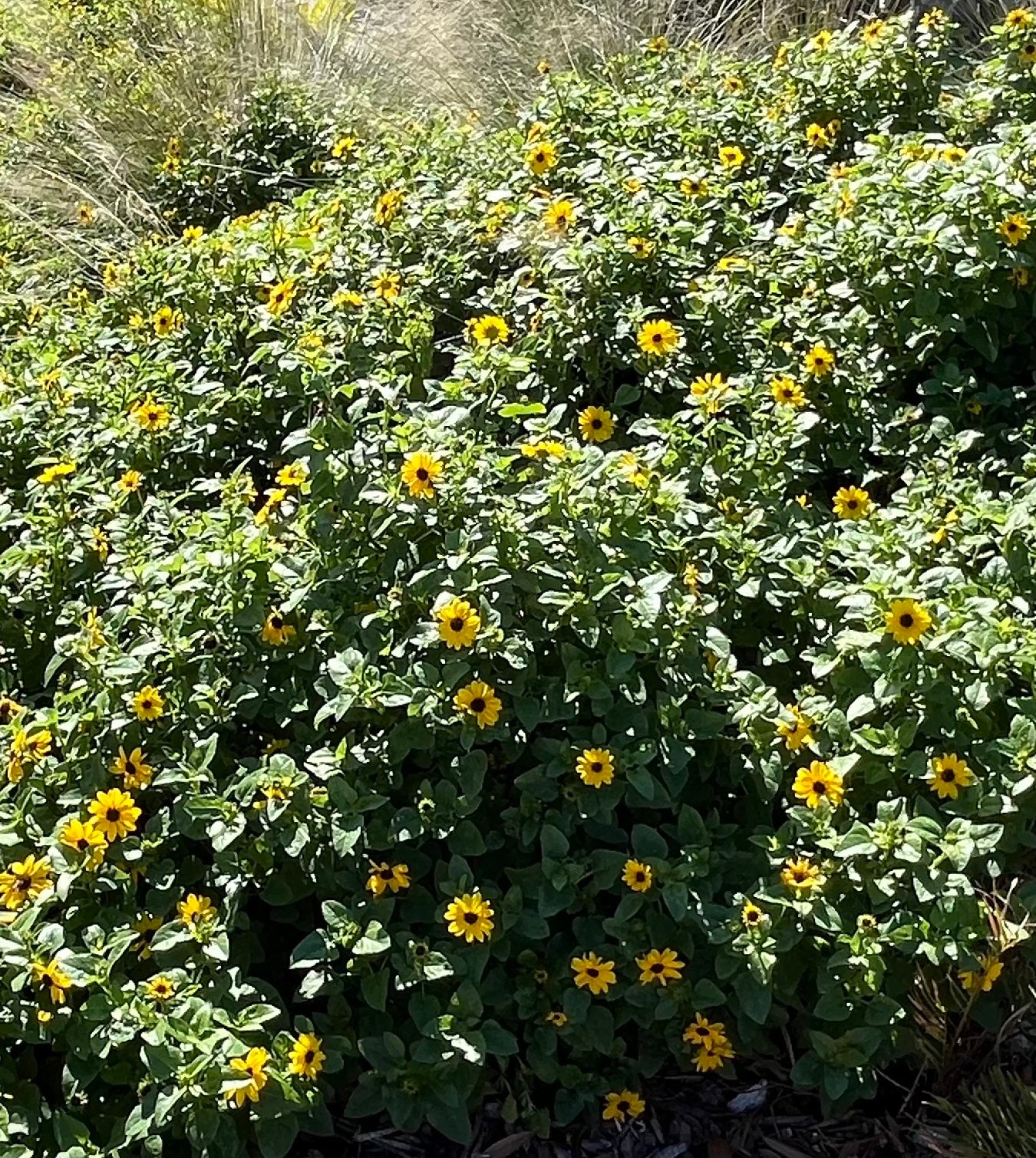 Helianthus Dune Sunflower Perennial Shrub (Yellow Flowers) in a 6 in. (1 gal.) Grower Pot