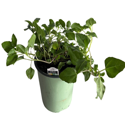 Helianthus Dune Sunflower Perennial Shrub (Yellow Flowers) in a 6 in. (1 gal.) Grower Pot