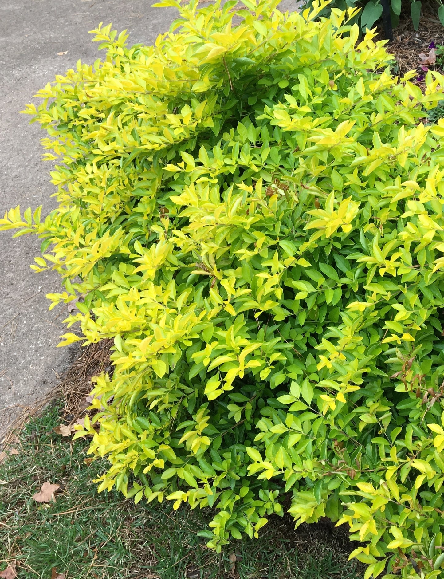 Duranta Gold Mound Flowering Shrub (Tiny Lavender Flowers) in 10 in. (3 Gal.) Grower Pot