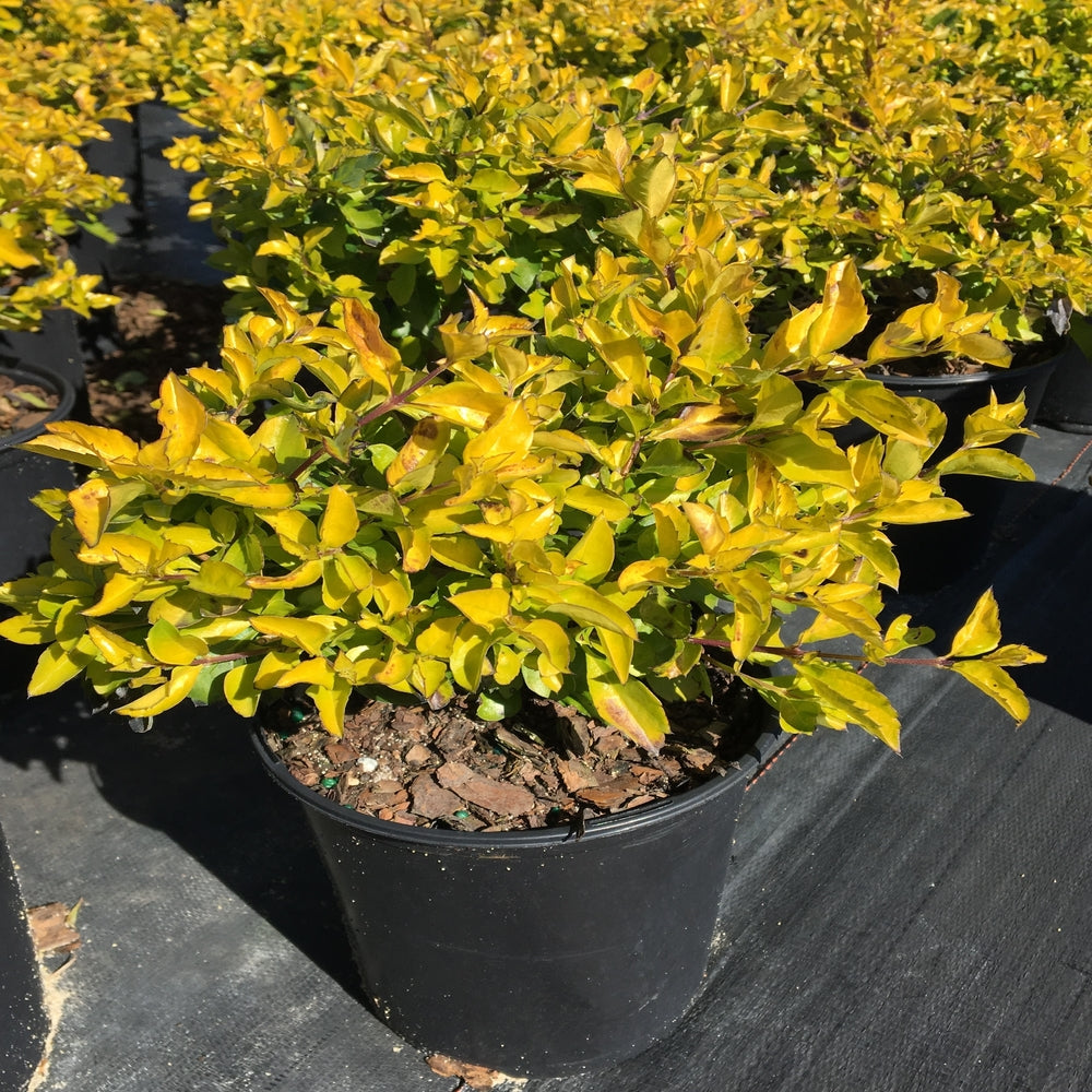 Duranta Gold Mound Flowering Shrub (Tiny Lavender Flowers) in 10 in. (3 Gal.) Grower Pot