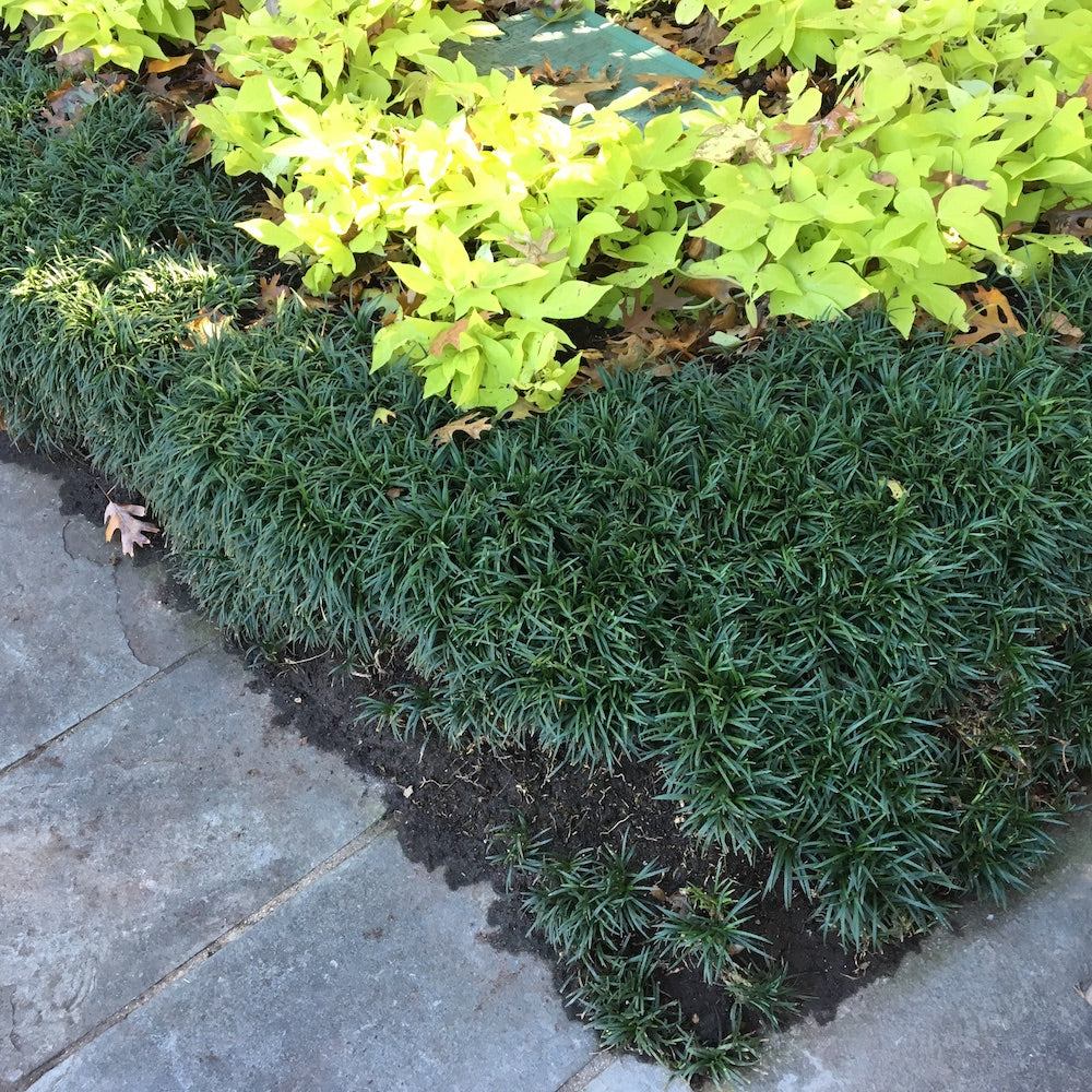 Grass Dwarf Mondo Grass Plant in a 6-in. (1-Gal.) Grower Pot