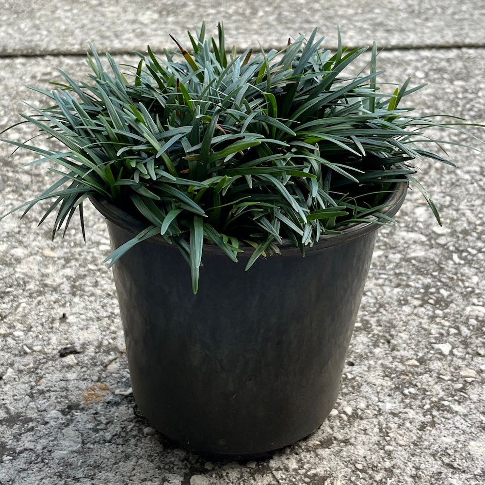 Grass Dwarf Mondo Grass Plant in a 6-in. (1-Gal.) Grower Pot