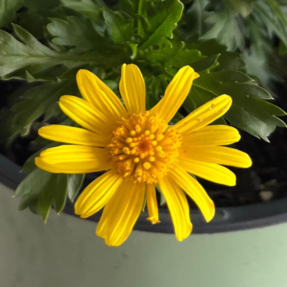 Euryops Golden Bush Daisy  Perennial Plant (Yellow Flowers) in a 6 in. (3 gal.) Grower Pot
