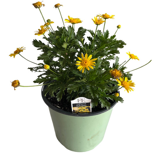 Euryops Golden Bush Daisy  Perennial Plant (Yellow Flowers) in a 6 in. (3 gal.) Grower Pot