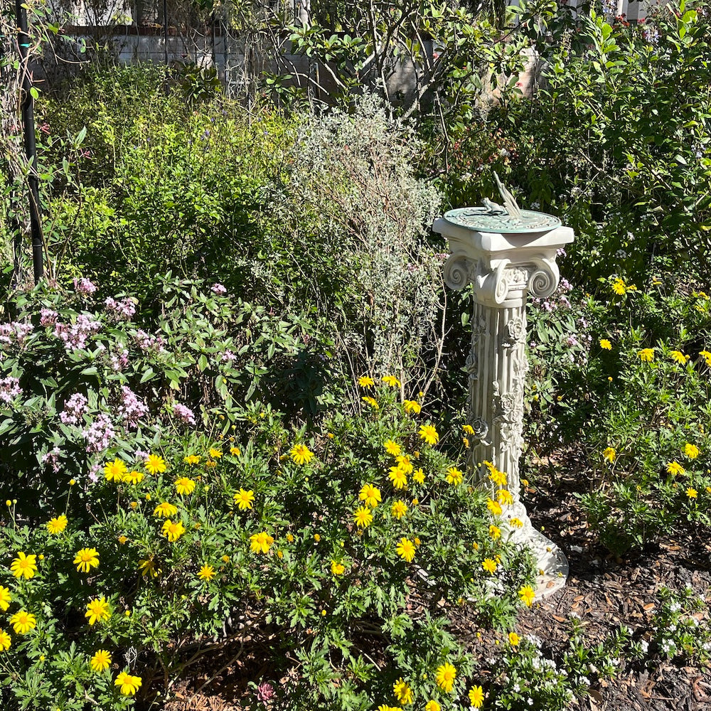 Euryops Golden Bush Daisy  Perennial Plant (Yellow Flowers) in a 6 in. (3 gal.) Grower Pot