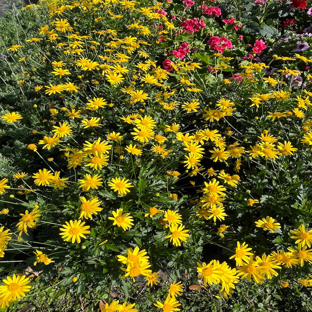 Euryops Golden Bush Daisy  Perennial Plant (Yellow Flowers) in a 6 in. (3 gal.) Grower Pot