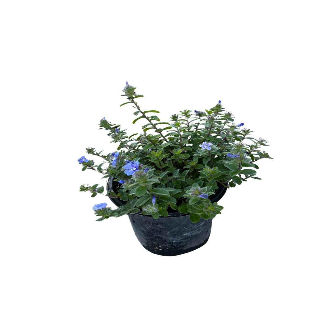 plant in blue pot Evolvulus Blue Daze Perennial Plant (Blue Flowers) in a 6-in. (1 Gal.) –  OnlinePlantCenter