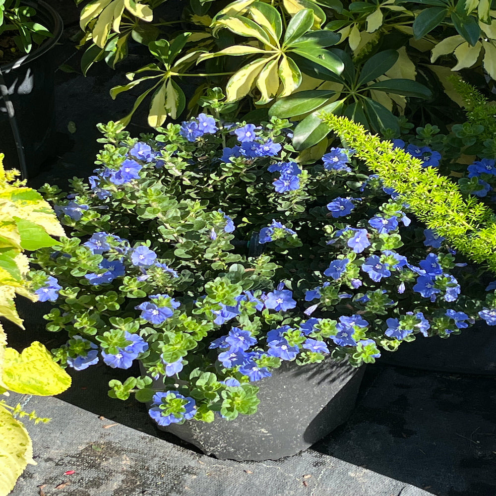 blue leaves plants Evolvulus Blue Daze Perennial Plant (Blue Flowers) in a 6-in. (1 Gal.) –  OnlinePlantCenter
