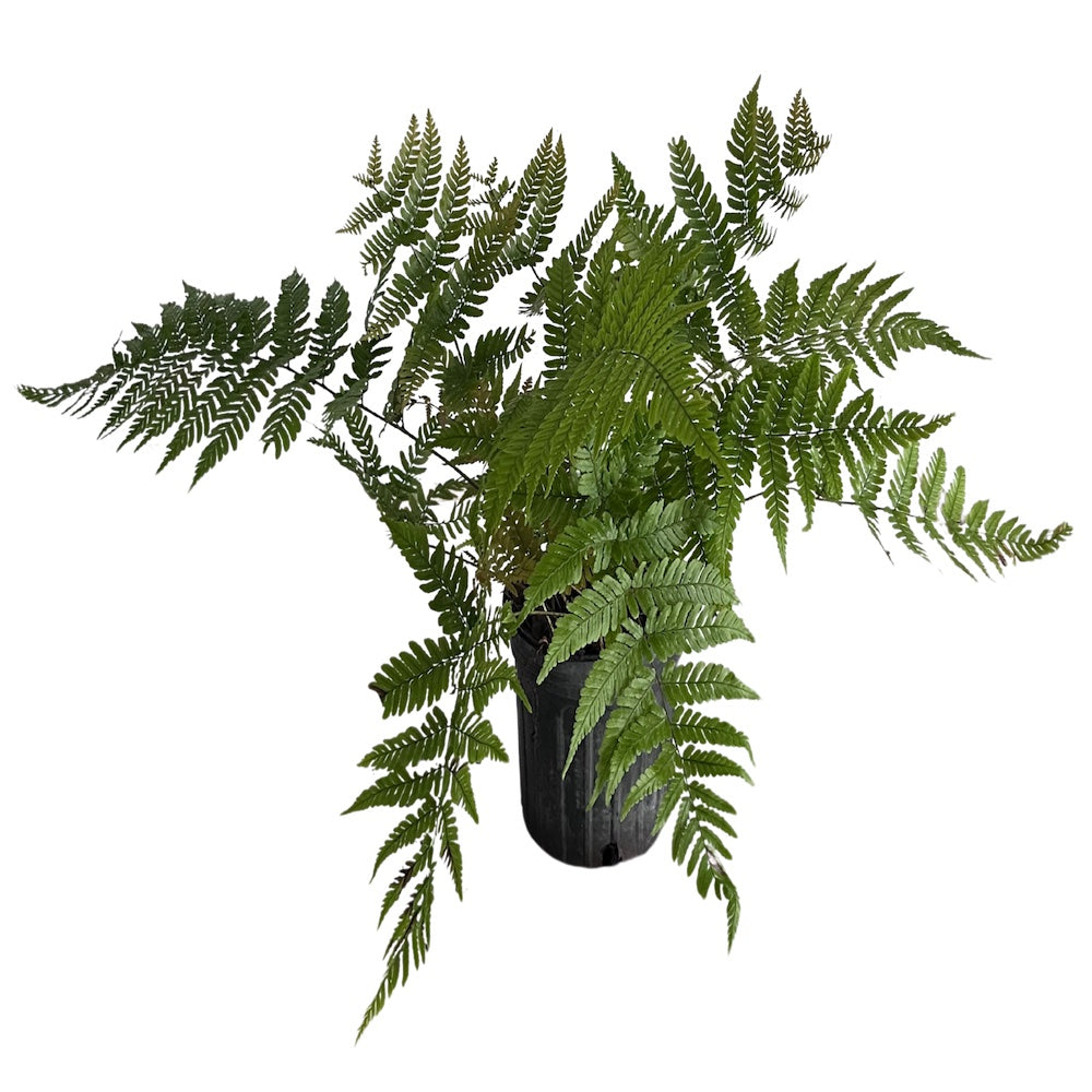 Fern Drypoteris Japanese Autumn Fern Plant in a 6-in. (1-gal.) Black Grower Pot