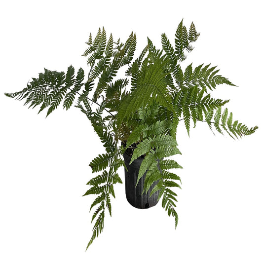 Fern Drypoteris Japanese Autumn Fern Plant in a 6 in. (1 gal.) Black Grower Pot
